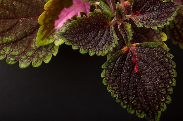 Free photo indoor plant textures details