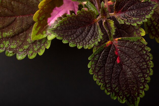 屋内植物テクスチャの詳細