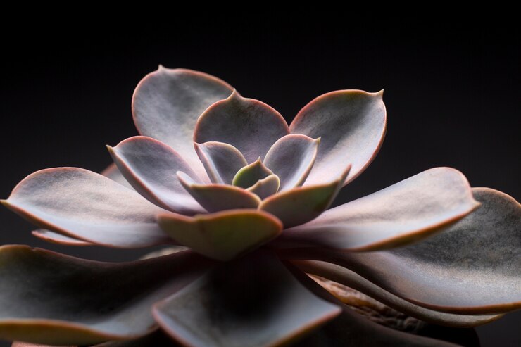 Free Photo indoor plant textures details