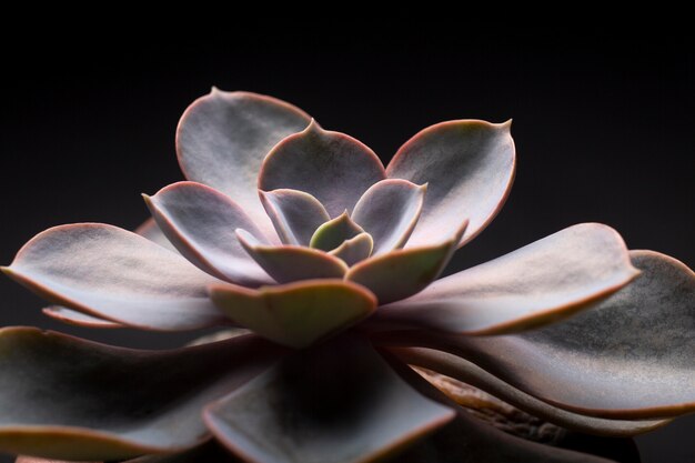 Indoor plant textures details