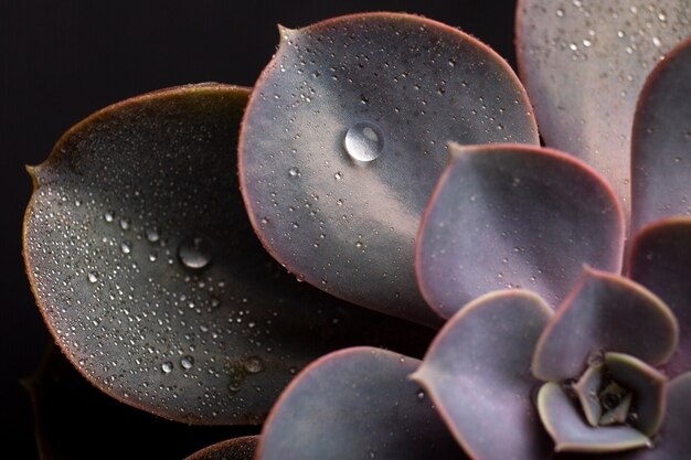 Indoor plant textures details