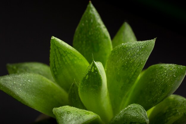 Indoor plant textures details