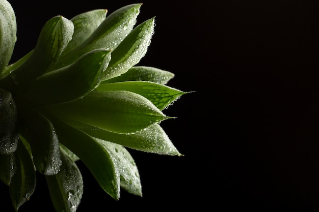 Indoor plant textures details