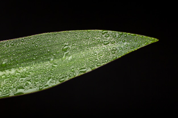 Free photo indoor plant textures details