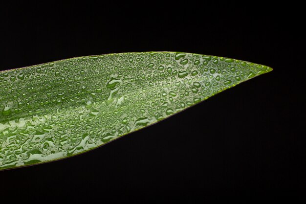 Indoor plant textures details