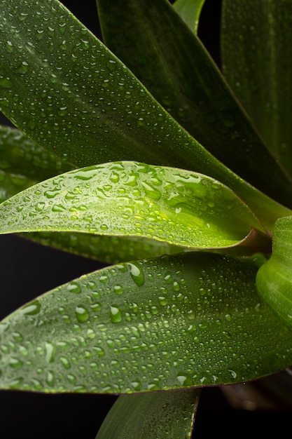 Free photo indoor plant textures details