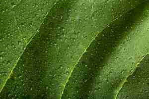 Free photo indoor plant textures details