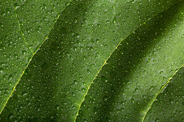 Indoor plant textures details