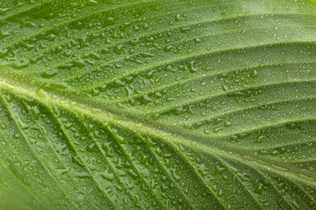 Indoor plant textures details