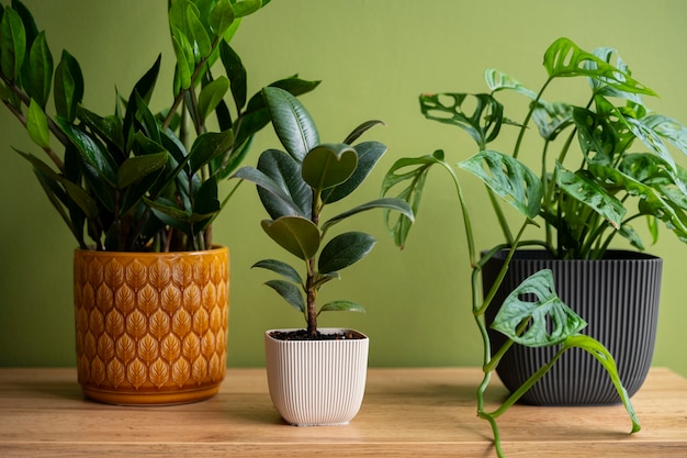 Free photo indoor plants in studio