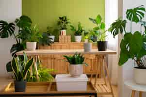 Free photo indoor plants in studio