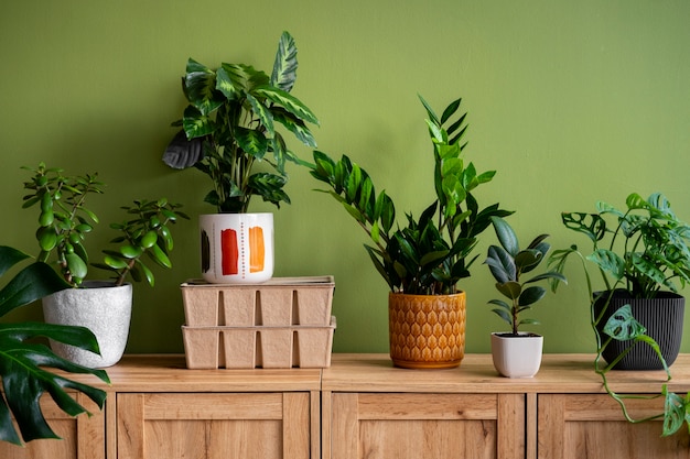 indoor plants in studio