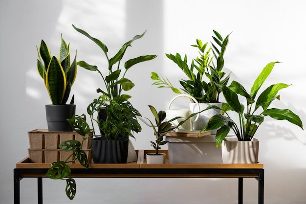 indoor plants in studio