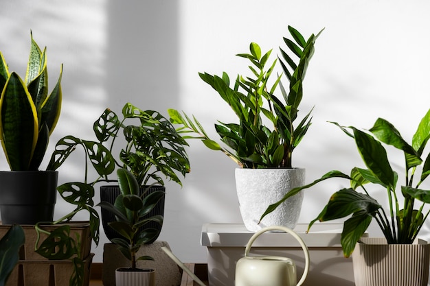 indoor plants in studio