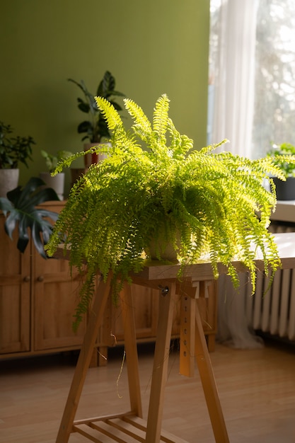 Free photo indoor plants in studio