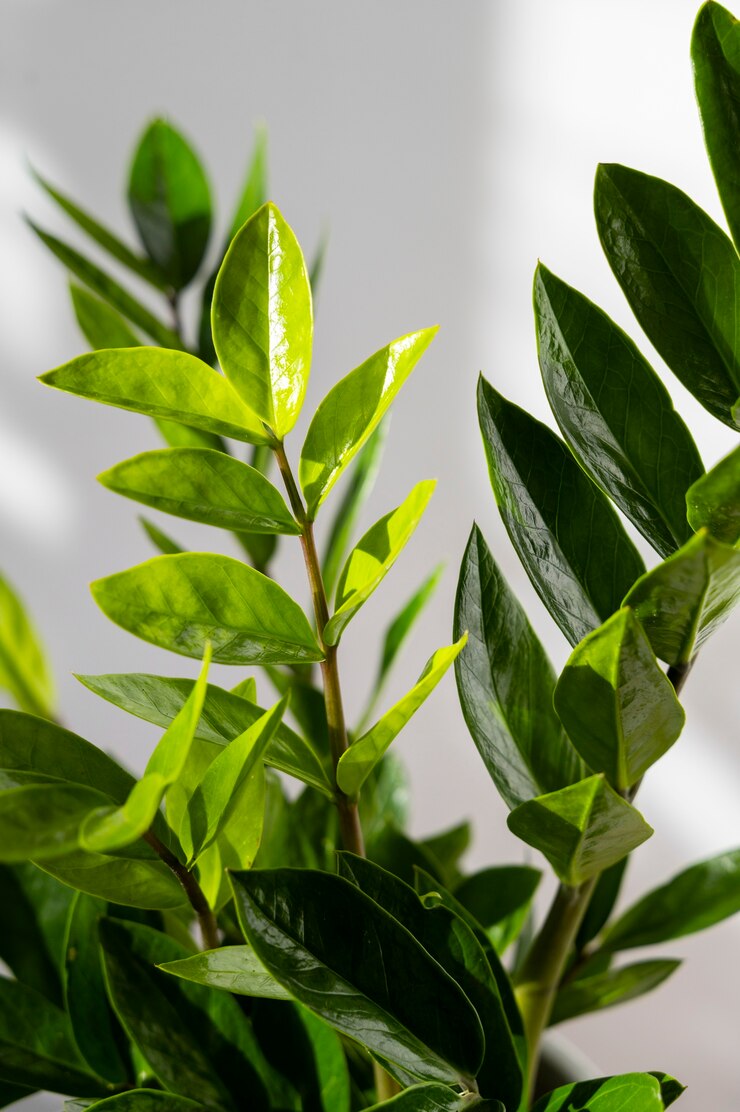 Free Photo indoor plants in studio