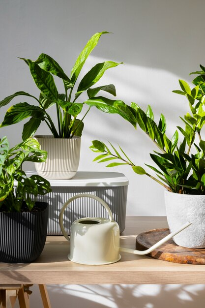 Indoor plants in studio