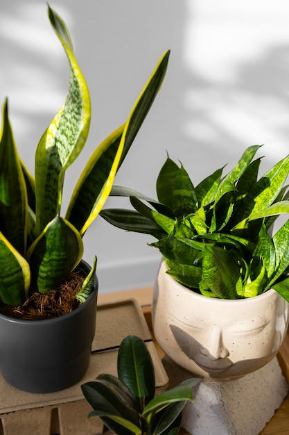 Free photo indoor plants in studio