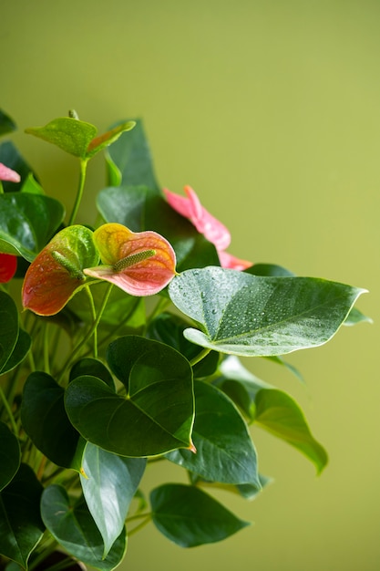 Free photo indoor plants in studio