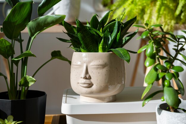 Indoor plants in studio