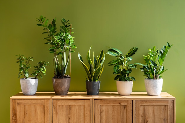 Free photo indoor plants in studio