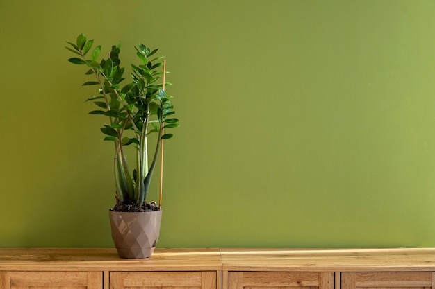 Indoor plants in studio