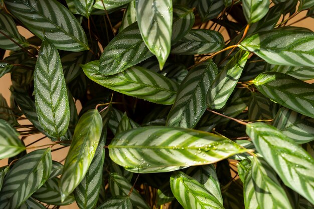indoor plants in studio