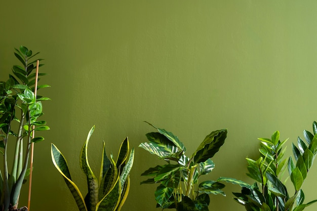 Indoor plants in studio