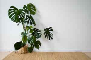 Free photo indoor plants in studio