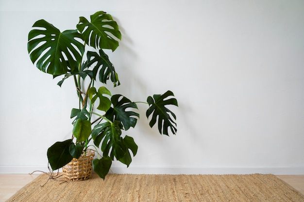 Indoor plants in studio