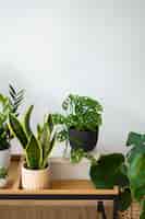 Foto gratuita piante d'appartamento in studio