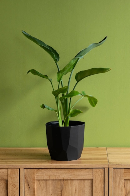 Indoor plants in studio