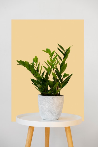 Indoor plants in studio