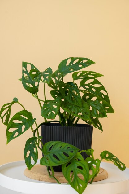 indoor plants in studio