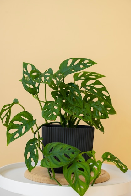 indoor plants in studio