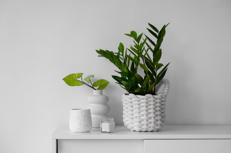 Free Photo indoor plants in studio