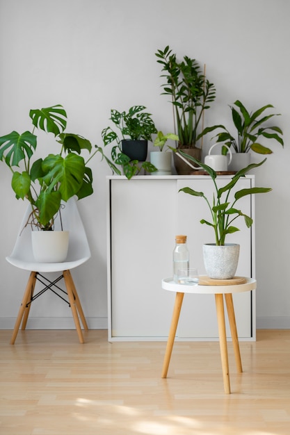 Free photo indoor plants in studio