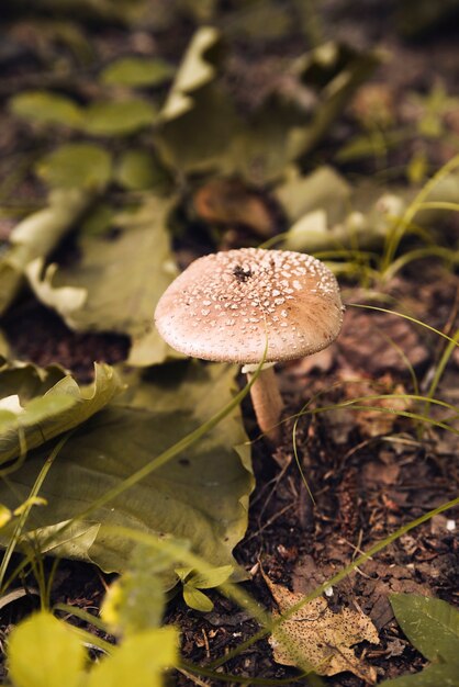 Несъедобный гриб в лесу