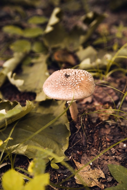 Inedible mushroom in woods