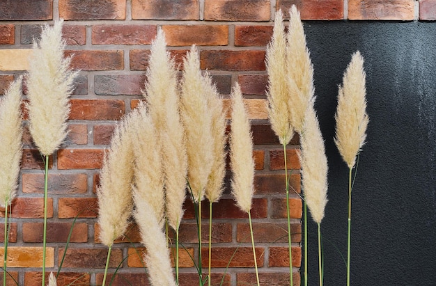 Inflorescences of fluffy reeds against the background of a red brick wall Home or studio space decoration background with free space Ornamental plants for decoration