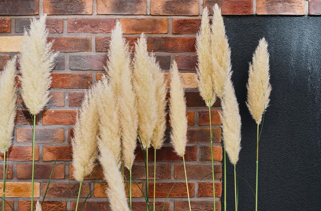 Inflorescences of fluffy reeds against the background of a red brick wall Home or studio space decoration background with free space Ornamental plants for decoration