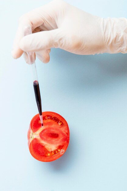 Injecting half of tomato with chemicals