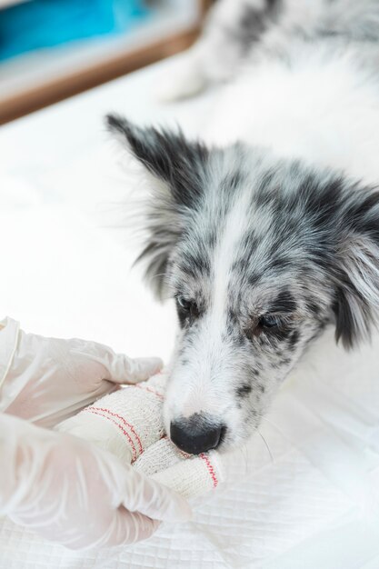 Injured dog with white bandaged on its paw and limb