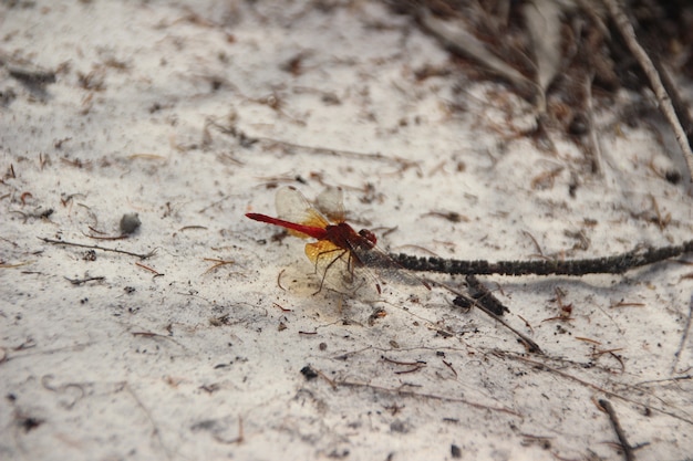 Free photo insect on the ground