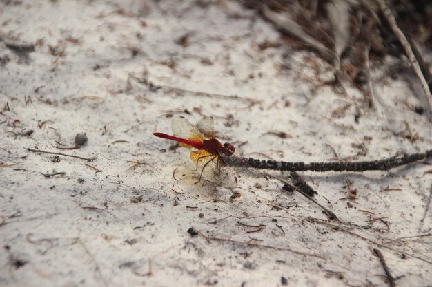 insect on the ground