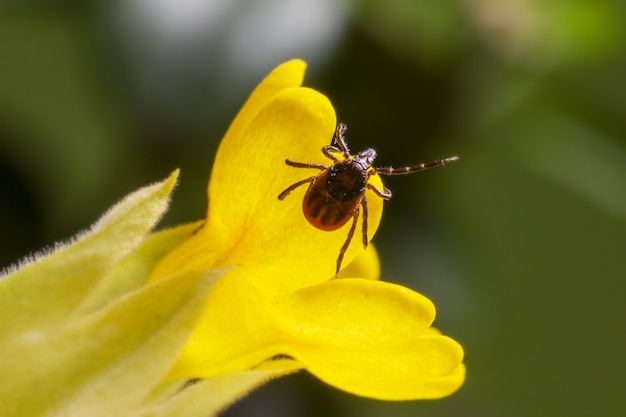 Insect on yellow flower close up