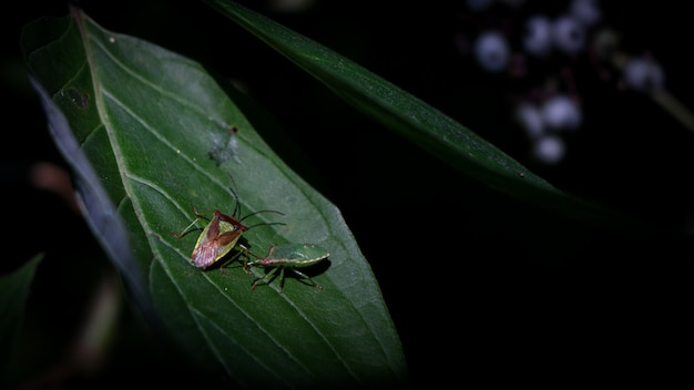 Insetti su una foglia verde