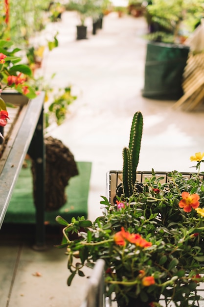 Inside a greenhouse