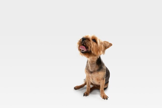 興味がある。ヨークシャーテリア犬がポーズを取っています。白いスタジオの背景で遊ぶかわいい遊び心のある茶色の黒い犬やペット。動き、行動、動き、ペットの愛の概念。幸せ、喜び、おかしいように見えます。