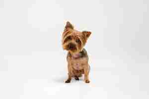 Free photo interested. yorkshire terrier dog is posing. cute playful brown black doggy or pet playing on white studio background. concept of motion, action, movement, pets love. looks happy, delighted, funny.